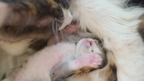Kittens playing with each other near mother cat Stock Footage 196139907