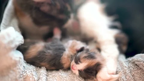 Kittens playing with each other near mother cat Stock Footage 196139983