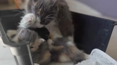 Kittens playing with each other near mother cat Stock Footage 196186522