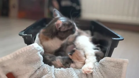 Kittens playing with each other near mother cat Stock Footage 196187868
