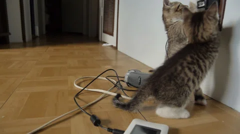 Kittens playing with electric outlet Stock Footage 39451285