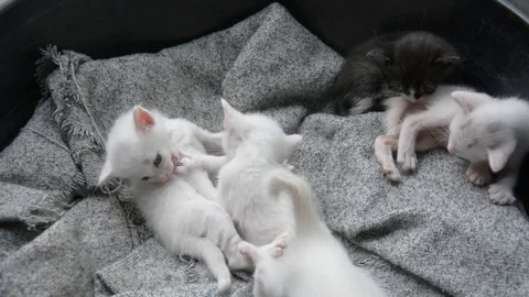 Kittens playing on fabric Stock Footage 83800082