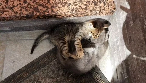 Kittens playing fight Stock Footage 91293467