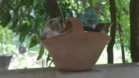 Kittens Playing in a Flower Pot Stock Footage 277487294