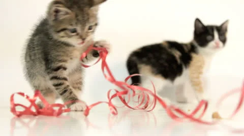 Kittens playing Stockbeeldmateriaal 26644393