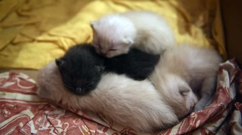 Kittens playing Stock Footage 66204614