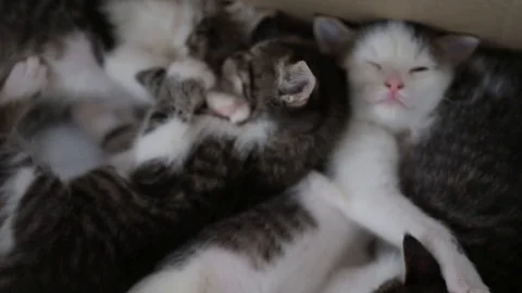 Kittens playing Stock Footage 128983107