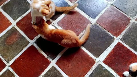 Kittens playing Stock Footage 291635589