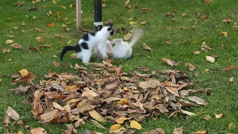 Kittens playing on the grass Stock Footage 86363880