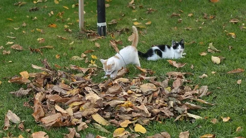Kittens playing on the grass Stock Footage 86375491