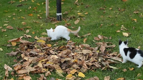 Kittens playing on the grass Stock Footage 86383261