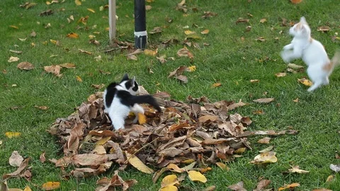 Kittens playing on the green grass Stock Footage 88237796