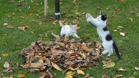 Kittens playing on the green grass Stock Footage 88238663