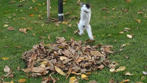 Kittens playing on the green grass Stock Footage 88245387