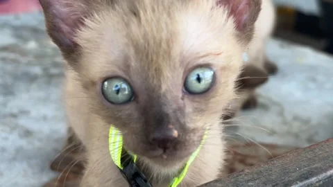 Kittens Playing on a Metal Surface in Thailand Stock Footage 345832072