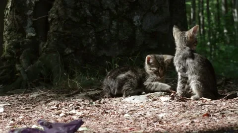 Kittens playing outdoor Stock Footage 46776109