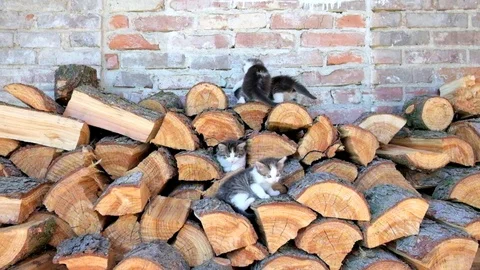 Kittens playing outdoor Stock Footage 76464093