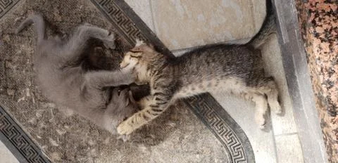 Kittens playing Stock Photos