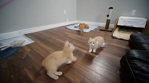 Kittens playing in slow motion Stock Footage 109606872