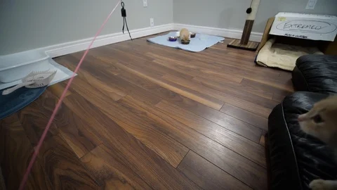 Kittens playing in slow motion Stock Footage 109607272