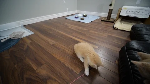 Kittens playing in slow motion Stock Footage 109607402