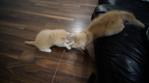 Kittens playing in slow motion Stock Footage 109607531