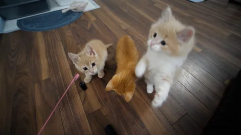 Kittens playing in slow motion 스톡 동영상 109607799