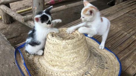 Kittens playing with straw hat Stock-Footage 165610260