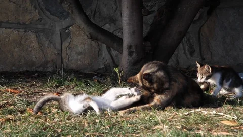 Kittens playing on the street Stock Footage 108654519