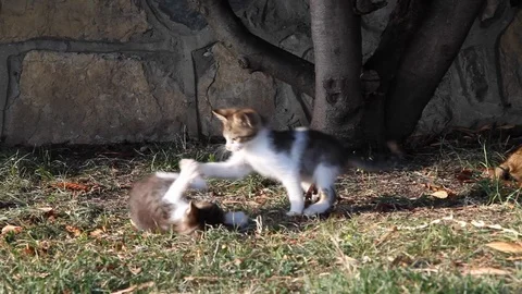 Kittens playing on the street Stock Footage 108655209