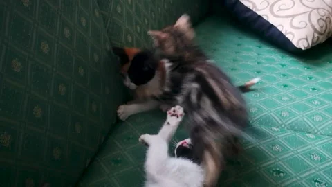 Kittens Playing. Three young cats playing together on sofa. Stock Footage 132389104