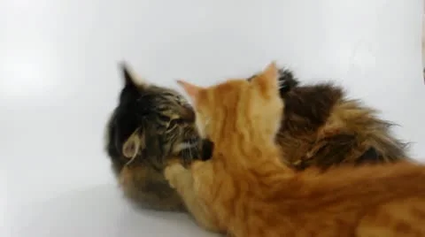 Kittens playing together Stock Footage 22220456
