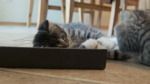 Kittens playing together Stock Footage 136249619