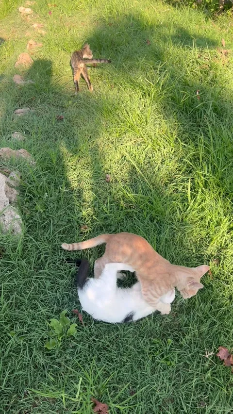 Kittens playing together outdoors Stock Footage 337131253