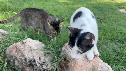 Kittens playing together outdoors Stock Footage 337131255