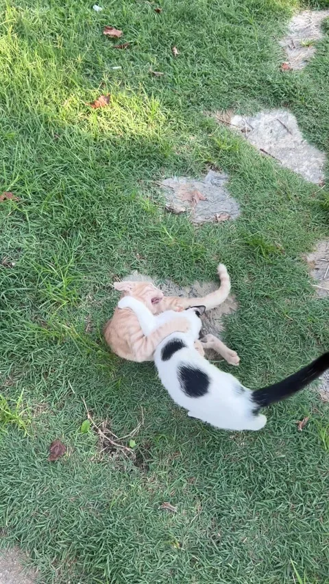 Kittens playing together outdoors Stock Footage 337131361