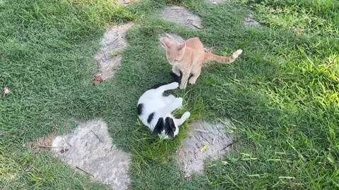 Kittens playing together outdoors Stock Footage 337131766