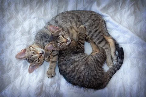 Kittens playing together Stock Photos