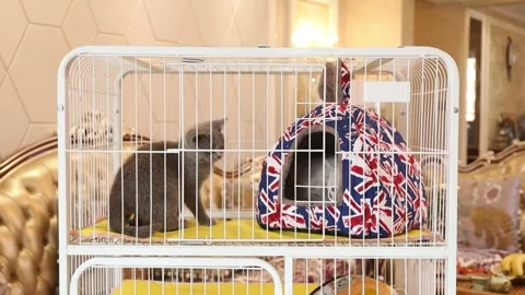 Kittens playing in white cage with union jack tent house at pet shop. Stock Footage 336331522