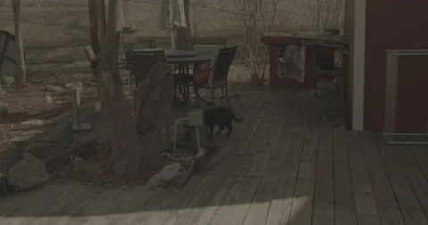Kittens on Porch Stock Footage 233102283