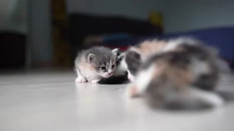 Kittens recognize each other by smelling each other Stock Footage 194320290