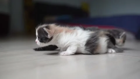 Kittens recognize each other by smelling each other Stock Footage 194322348