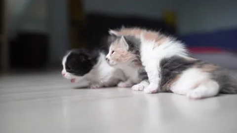 Kittens recognize each other by smelling each other Stock Footage 196179123
