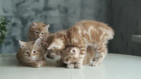 Kittens relaxing and interacting indoors 库存影片 341737733
