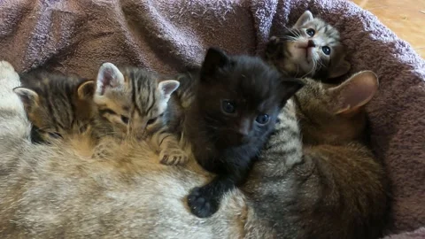 Kittens rest between feedings Vídeo Stock 239978217