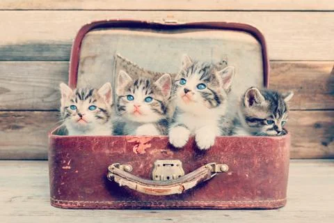 Kittens in retro suitcase Stock Photos
