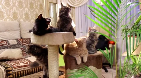 Kittens rotate synchronously head Vídeo Stock 62834711