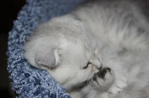 Kittens, Scottish Fold Stock Photos