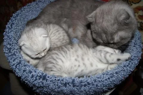 Kittens, Scottish Fold Stock Photos