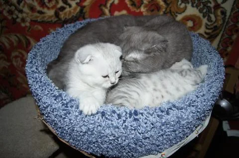 Kittens, Scottish Fold Stock Photos